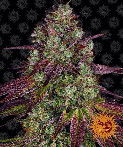 Mimosa EVO - fem. - 3 Stk. - Barney's Farm