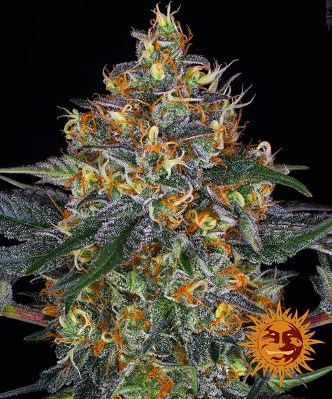 Moby Dick - auto - 3 Stk. - Barney's Farm