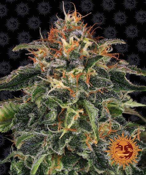 Moby Dick - fem. - 3 Stk. - Barney's Farm