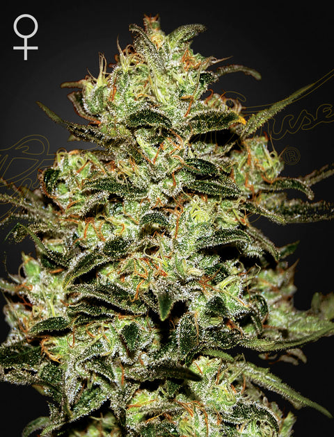 Moby Dick - fem. - 3 Stk. -  Green House Seeds