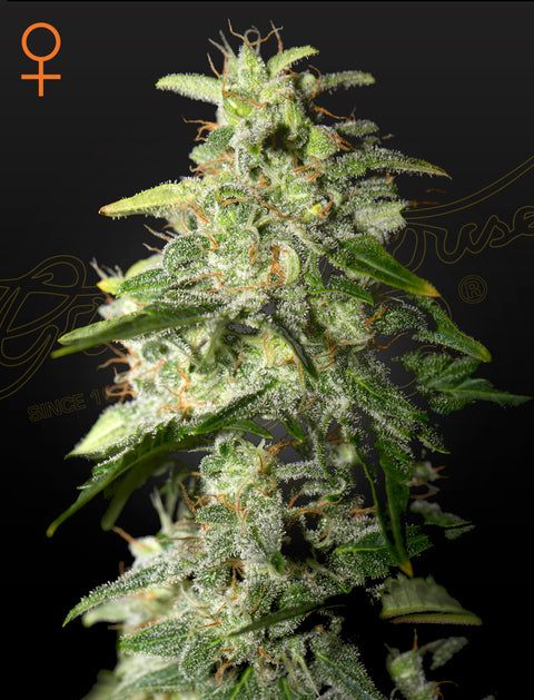 Moneymaker - fem. - 3 Stk. -  Green House Seeds