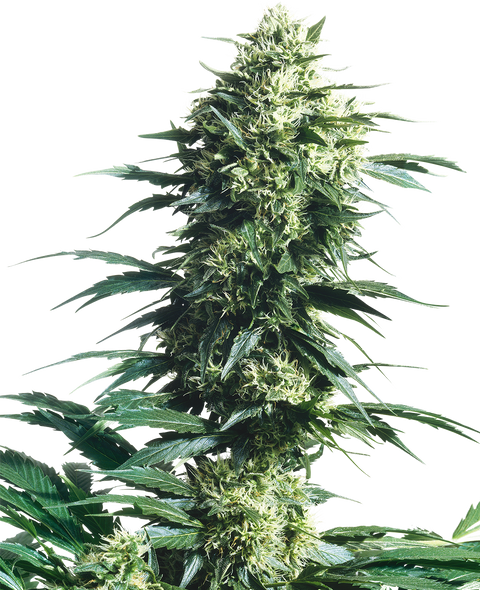 Mothers Finest®  - reg. - 10 Stk. - Sensi Seeds