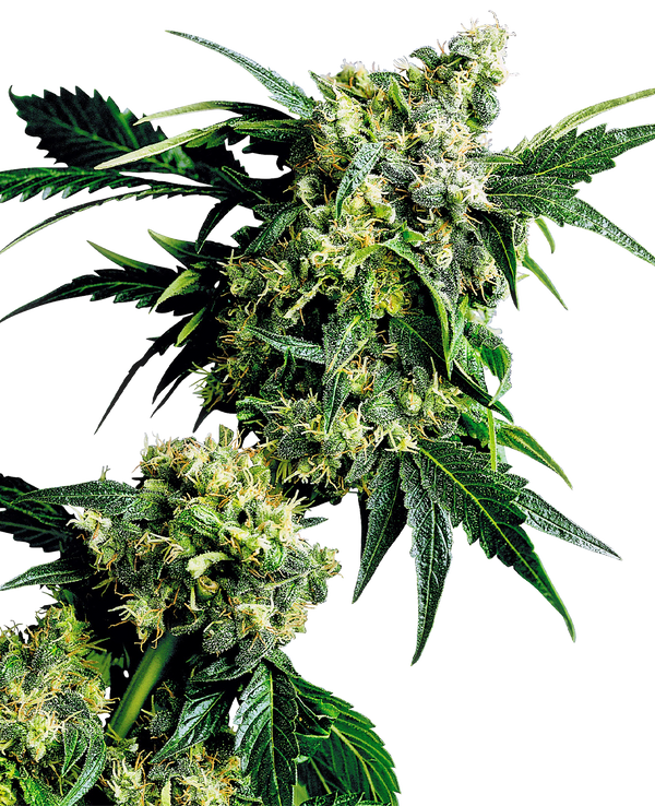Mr. Nice G13 x Hashplant® - reg. - 10 Stk. - Sensi Seeds