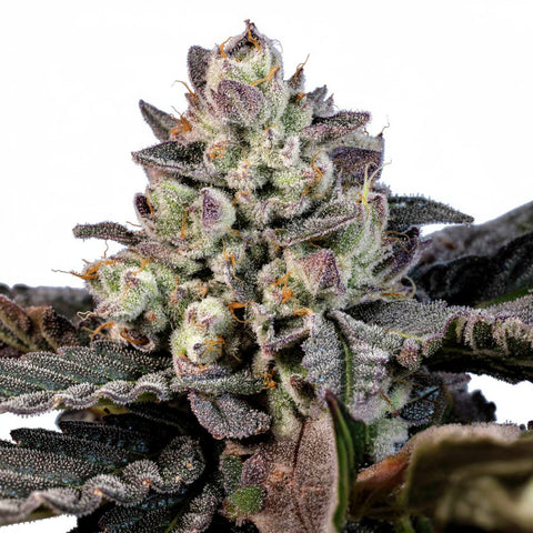 Neon Runtz - fem. - 3 Stk. - Wizard Trees