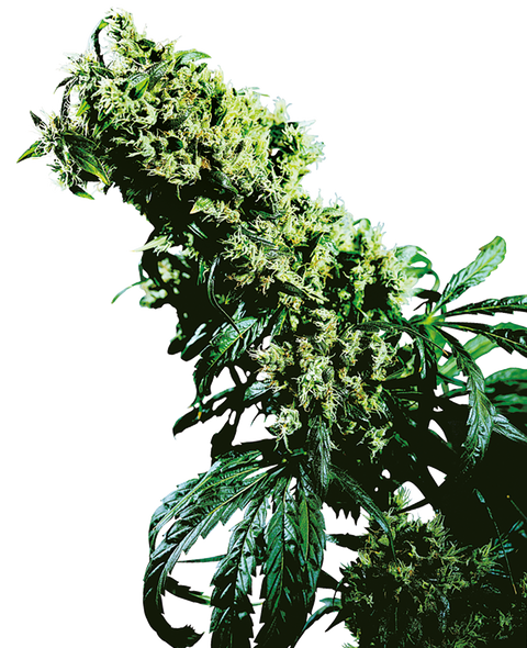 Northern Lights #5 xHaze® - reg. - 10 Stk. - Sensi Seeds