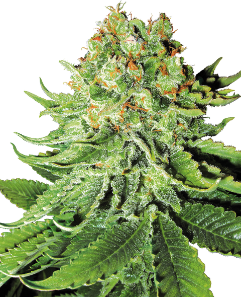 NL - auto - 3 Stk. - Sensi Seeds