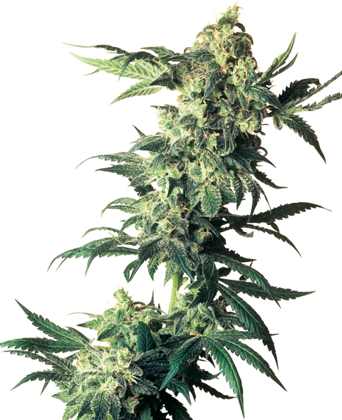 Northern Lights® - fem. - 3 Stk. - Sensi Seeds