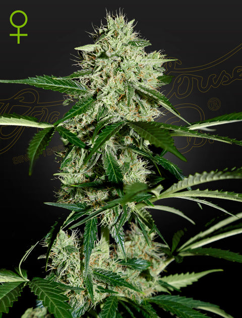 Northern Lights - auto - 3 Stk. -  Green House Seeds
