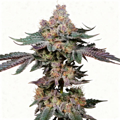 Nuggz R1 - fem - 5 Stk. - Ethos Genetics