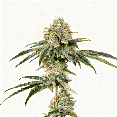 OG Hour - fem. - 3 Stk. - Wizard Trees