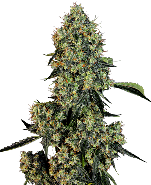 OG Kush - fem. - 3 Stk. - Sensi Seeds