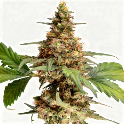 Orange Apricot Glue XL - auto - 3 Stk. - Sweet Seeds