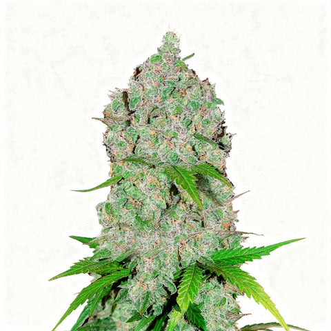 Orange Sherbet Auto - fem. - 3 Stk. - 420 Fast Buds