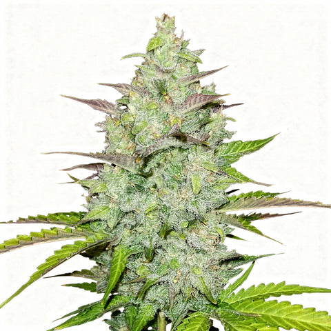 Original Auto Cheese - auto - 3 Stk. - 420 Fast Buds