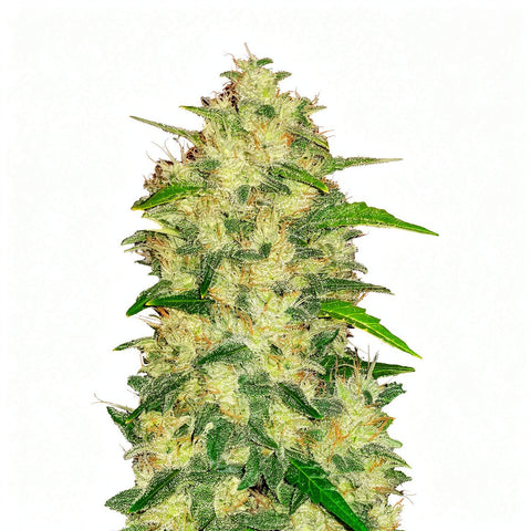 Original Auto Chemdawg - fem. - 3 Stk. - 420 Fast Buds