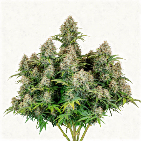 Original Auto Cinderella - auto - 3 Stk. - 420 Fast Buds