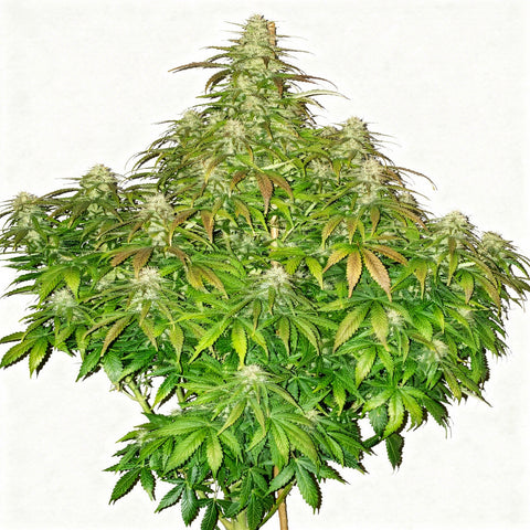 Original Auto Critical - auto - 3 Stk. - 420 Fast Buds