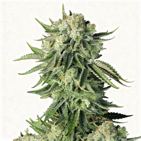 Original Auto Moby Dick - auto - 3 Stk. - 420 Fast Buds