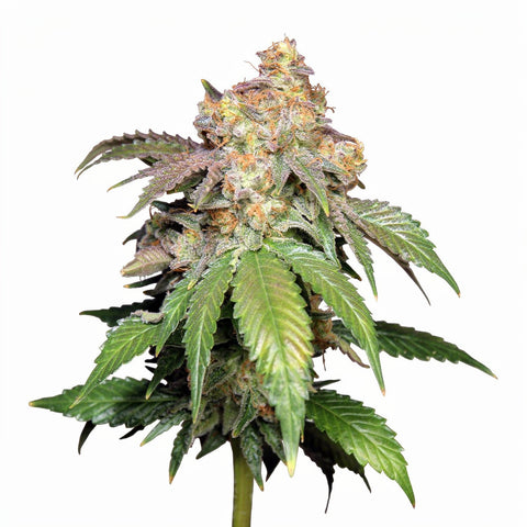 Original Auto Skunk - auto - 3 Stk. - 420 Fast Buds