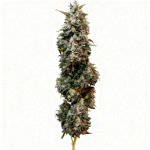 Original Auto Sour Diesel - auto - 3 Stk. - 420 Fast Buds