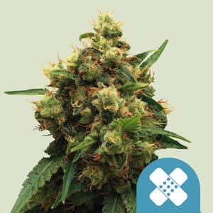 Painkiller XL - fem. - 3 Stk. -  Royal Queen Seeds
