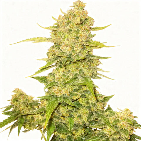 Papaya Cookies Auto - auto - 3 Stk. - 420 Fast Buds
