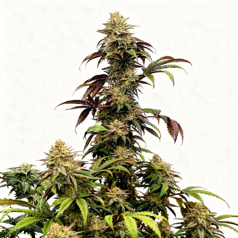 Papaya Sherbet FEM - fem. - 3 Stk. - 420 Fast Buds