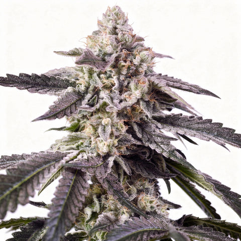 Permanent Jealousy XL - auto - 3 Stk. - Sweet Seeds