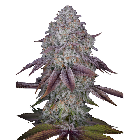 Persian Pie - fem. - 1 Stk. -  Promo - Green House Seeds