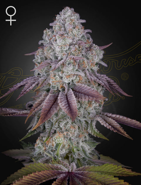 Persian Pie - fem. - 3 Stk. -  Green House Seeds