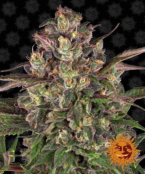 Peyote Critical - fem. - 3 Stk. - Barney's Farm