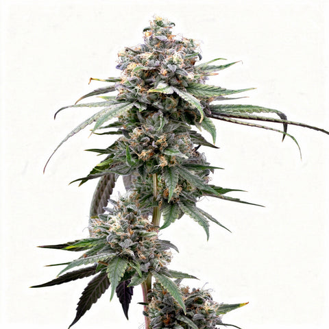 Pie Piss - fem - 3 Stk. - Cookies Seed Bank