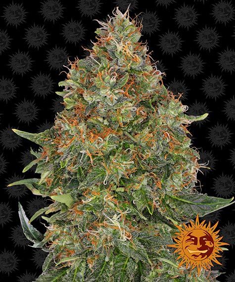 Pineapple Express - auto - 3 Stk. - Barney's Farm