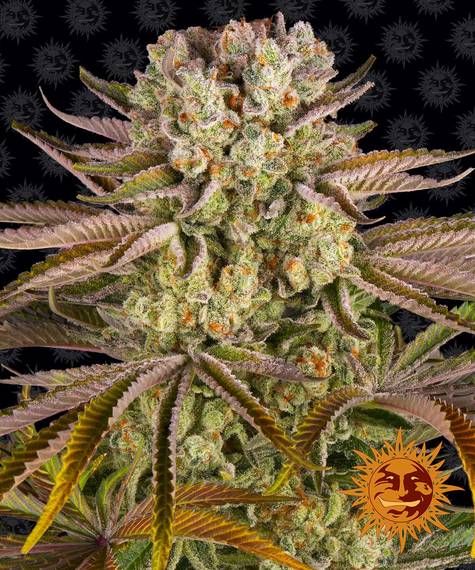 Pineapple Express - fem. - 3 Stk. - Barney's Farm