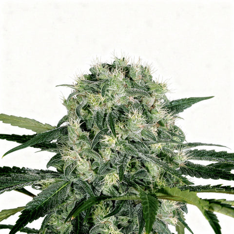 Pink Hokkaido - fem - 3 Stk. - Exotic Seeds
