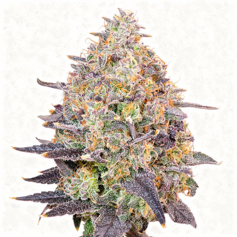 Pink Pina - fem. - 7 Stk. - Grounded Genetics
