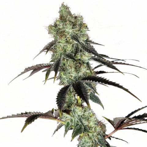 Pistol Whip - fem - 5 Stk. - Botafarm