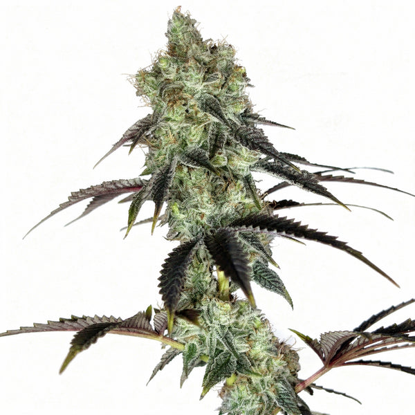 Pistol Whip - fem - 5 Stk. - Botafarm