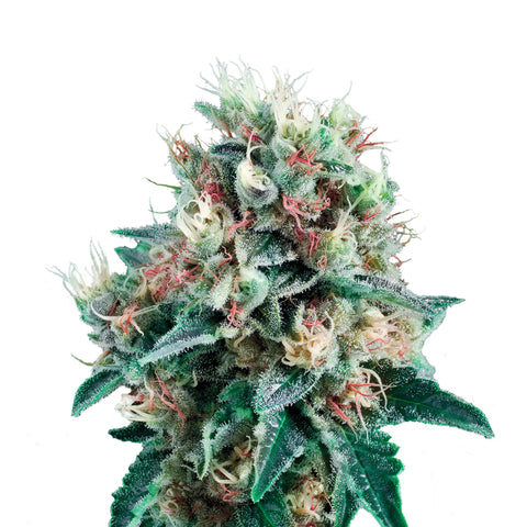 Royal Creamatic - auto - 3 Stk. -  Royal Queen Seeds