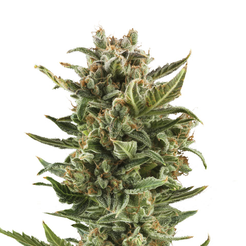 White Widow - auto - 3 Stk. -  Royal Queen Seeds