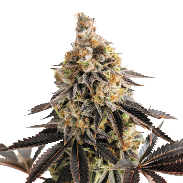 Cookies Gelato - auto - 3 Stk. -  Royal Queen Seeds