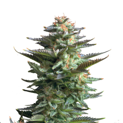 Amnesia Haze - fem. - 3 Stk. -  Royal Queen Seeds