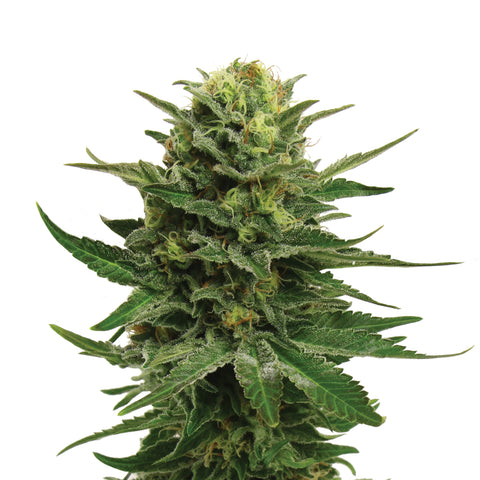 Blue Mystic - fem. - 3 Stk. -  Royal Queen Seeds