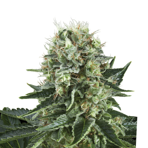 Bubble Kush - fem. - 3 Stk. -  Royal Queen Seeds