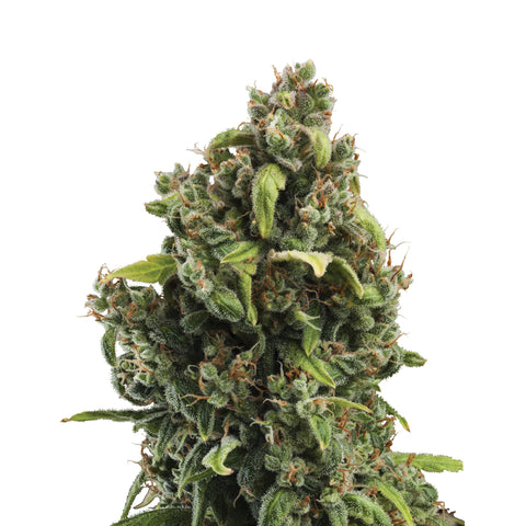 Candy Kush Express - fem. - 3 Stk. -  Royal Queen Seeds