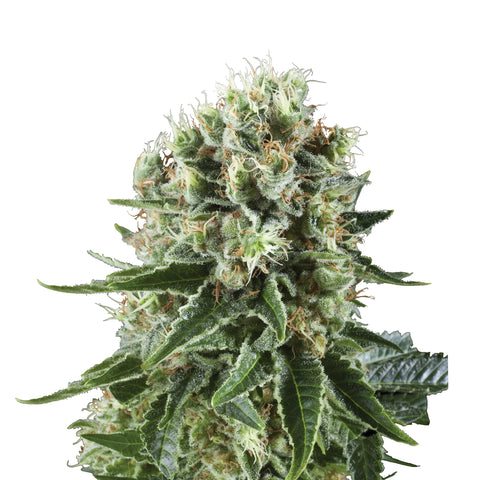 Critical Kush - fem. - 3 Stk. -  Royal Queen Seeds