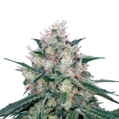 Honey Cream - fem. - 3 Stk. -  Royal Queen Seeds