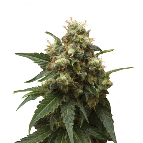 Ice - fem. - 3 Stk. -  Royal Queen Seeds