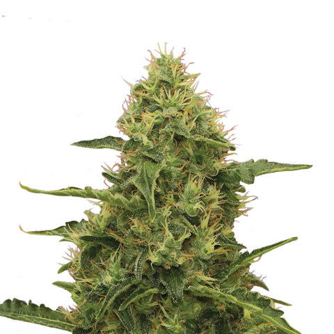 Northern Light - fem. - 3 Stk. -  Royal Queen Seeds