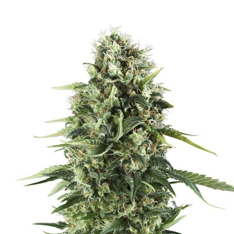 Royal AK - fem. - 3 Stk. -  Royal Queen Seeds